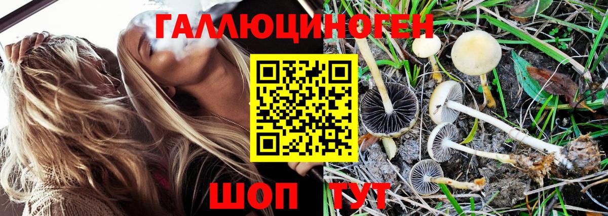 Тимашёвск  Галлюциногенные грибы GOLDEN TEACHER  что такое   Вход с VPN 